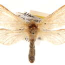 Image of <i>Phymatopus behrensi</i>