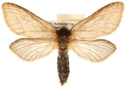 Image of <i>Phymatopus behrensi</i>