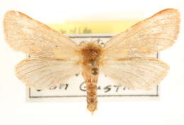Image of Hepialoidea