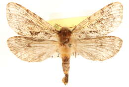 Image of Hepialoidea
