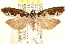 Image of Epinotia albicapitana Kearfott 1907