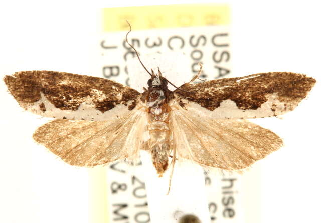 Image of Epinotia albicapitana Kearfott 1907