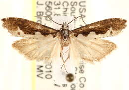 Image of Epinotia albicapitana Kearfott 1907