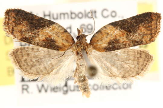 Image of Acleris keiferi Powell 1964