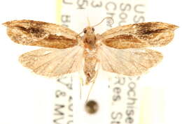 Image of Ancylis definitivana Heinrich 1923