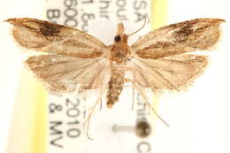 Image of Ancylis definitivana Heinrich 1923