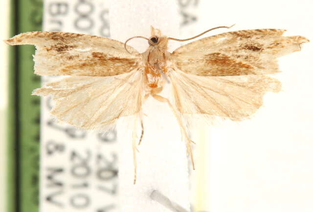 Image of Ancylis definitivana Heinrich 1923