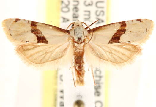 Image of <i>Nycthia pimana</i>