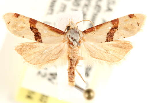 Image of <i>Nycthia pimana</i>