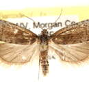 Image de <i>Eucosma kokana</i>