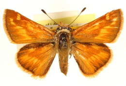 Image of Ochlodes sylvanoides catalina