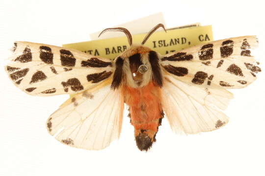 Image of Mexican Tiger Moth