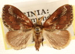 Image of Adoneta spinuloides Herrich-Schäffer 1854