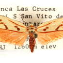 Image of Lactura citrina Busck 1913