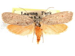 Image of Lactura psammitis Zeller 1872