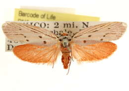 Image of <i>Lactura pupula</i>