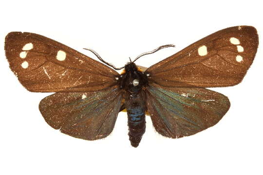 Слика од Gnophaela clappiana Holland 1891