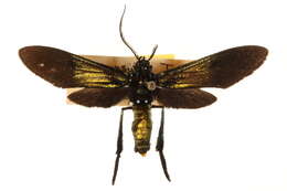 Image of Macrocneme chrysitis Guérin-Meneville 1843