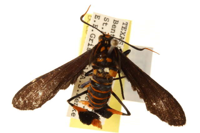 Image of Texas Wasp Moth