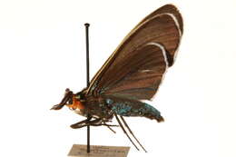 Image of Ctenucha cressonana Grote 1863