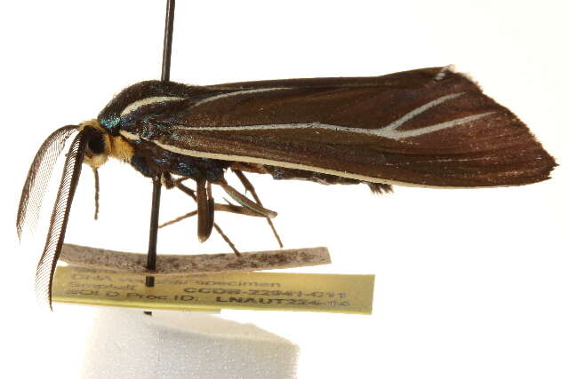 Image of Ctenucha cressonana Grote 1863