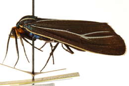 Image of Ctenucha cressonana Grote 1863