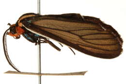 Image of Brown Ctenucha