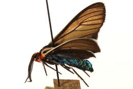 Image of Brown Ctenucha