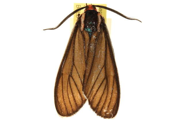 Image of Brown Ctenucha