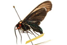 Image of Brown Ctenucha