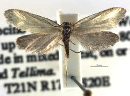 Image of Greya punctiferella Walsingham 1888