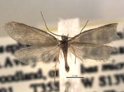Image of Greya solenobiella Walsingham 1880