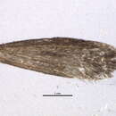 Image of <i>Greya variata</i>