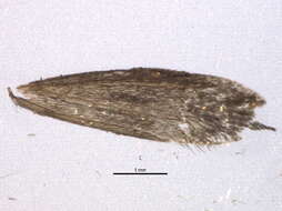 Image of <i>Greya variata</i>