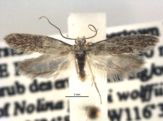 Image of Incurvariinae