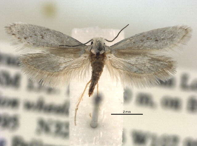 Image of Mesepiola specca Davis 1967