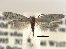 Image of Mesepiola specca Davis 1967