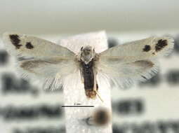 Image of <i>Prodoxus carnerosanellus</i>