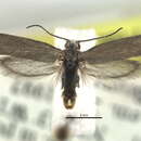 Image of Prodoxus cinereus Riley 1881