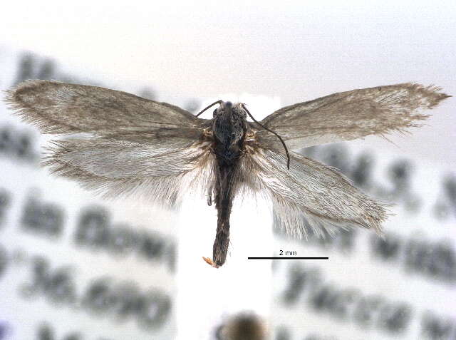 Image of Prodoxus cinereus Riley 1881
