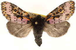 Image of <i>Xanthopastis regnatrix</i>