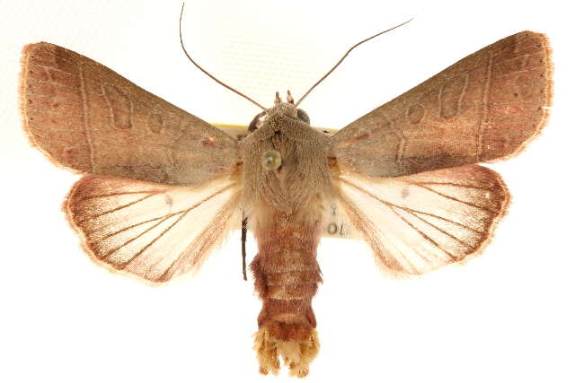 Слика од Marilopteryx lutina Smith 1902