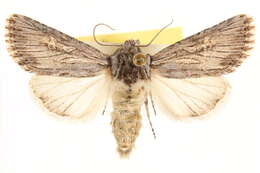 Image of Trichocerapoda strigata Smith 1891