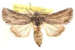 Image of Trichocerapoda strigata Smith 1891