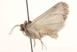 Image of Trichocerapoda strigata Smith 1891