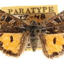 Image of Annaphila mera Harvey 1875