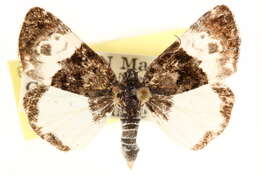 Image of Annaphila casta H. Edwards 1890