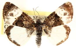 Image of Annaphila casta H. Edwards 1890