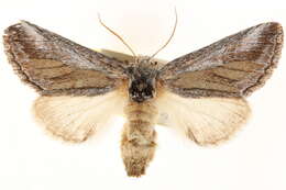 Image of <i>Litodonta aonides</i>