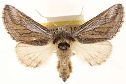 Image of <i>Litodonta aonides</i>